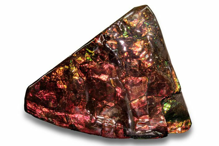 Flashy Ammolite (Fossil Ammonite Shell) - Alberta, Canada #258184